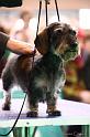 Crufts2011_2 1546